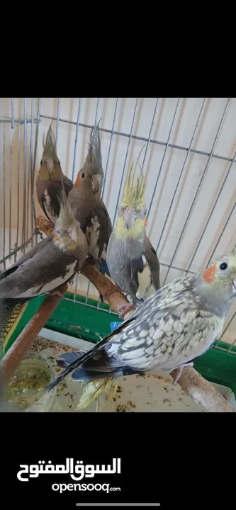 كوكتيل للبيع أليفات جداً جدا مخاليف سعر الحبه 15