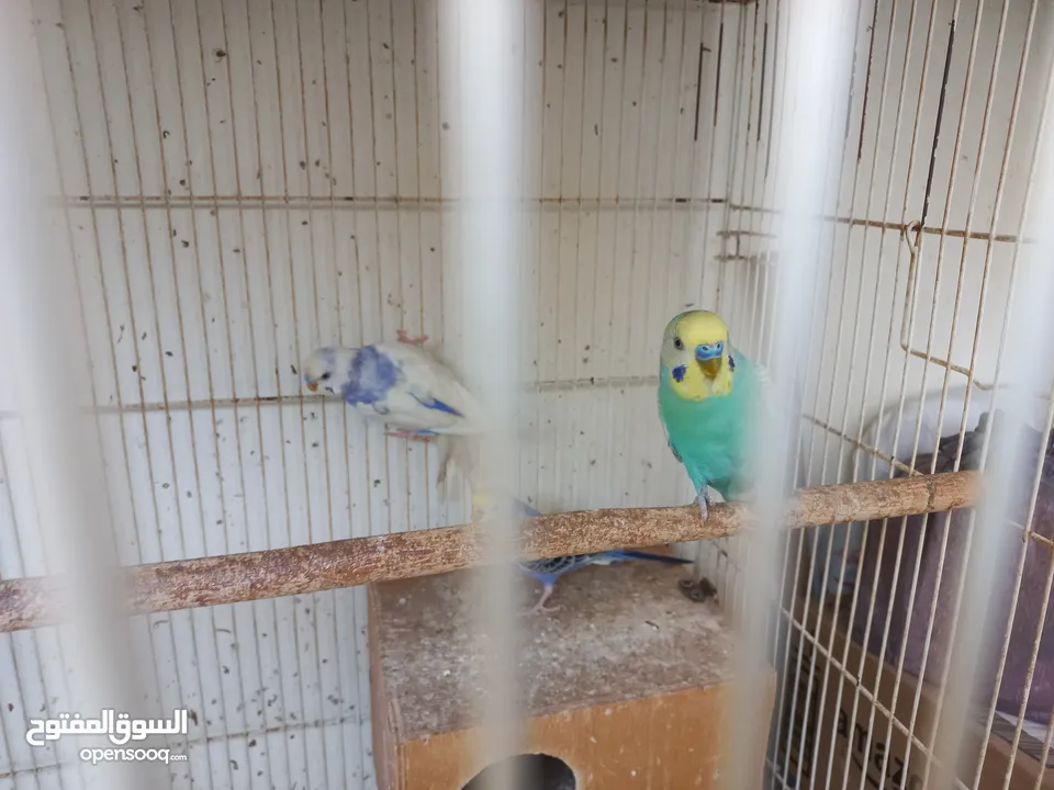 Budgies pair