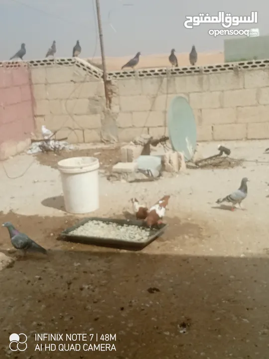(للبيع،،للبدل )حمام نظيف متعوب عليه اقرأ الوصف