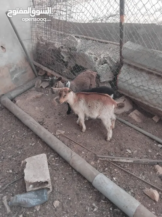 ماعز البينو للبيع