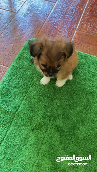 Tiny puppy for Sale