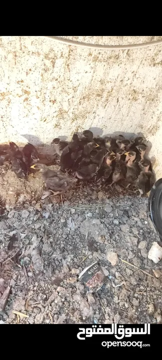 صيصان بلدي وابو رقيبه