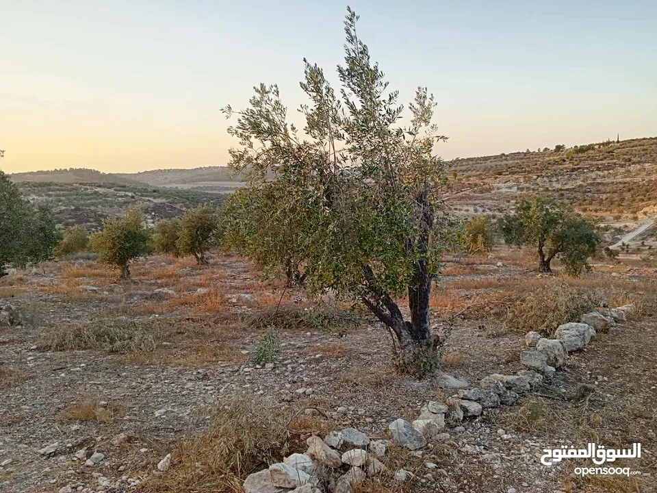 ارض زيتون للبيع