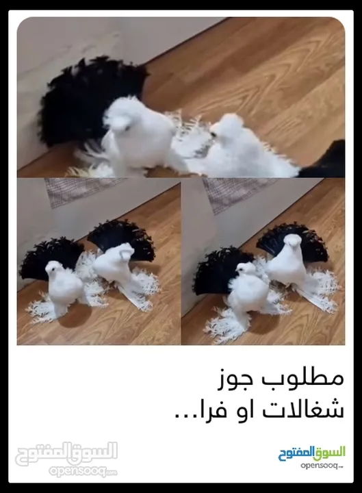 مطلوب جوز زي هذول بسعر مناسب