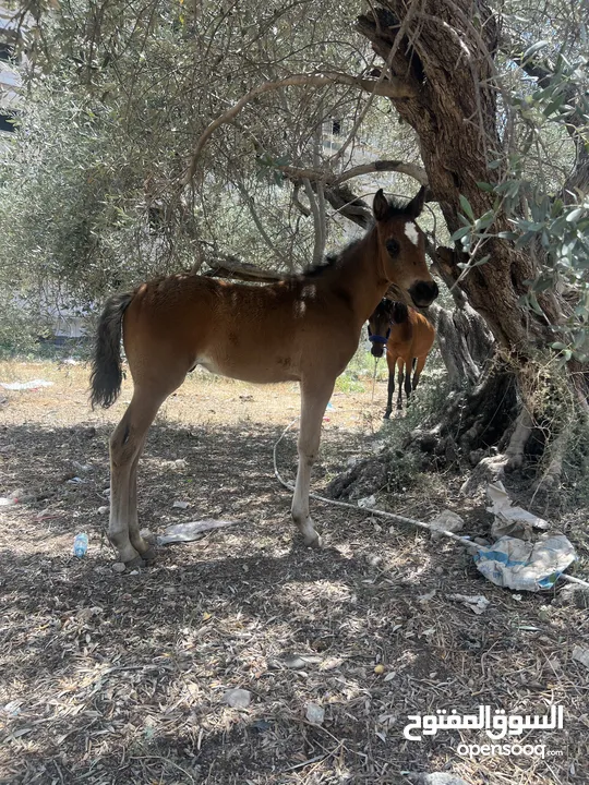 رافت الغزال g