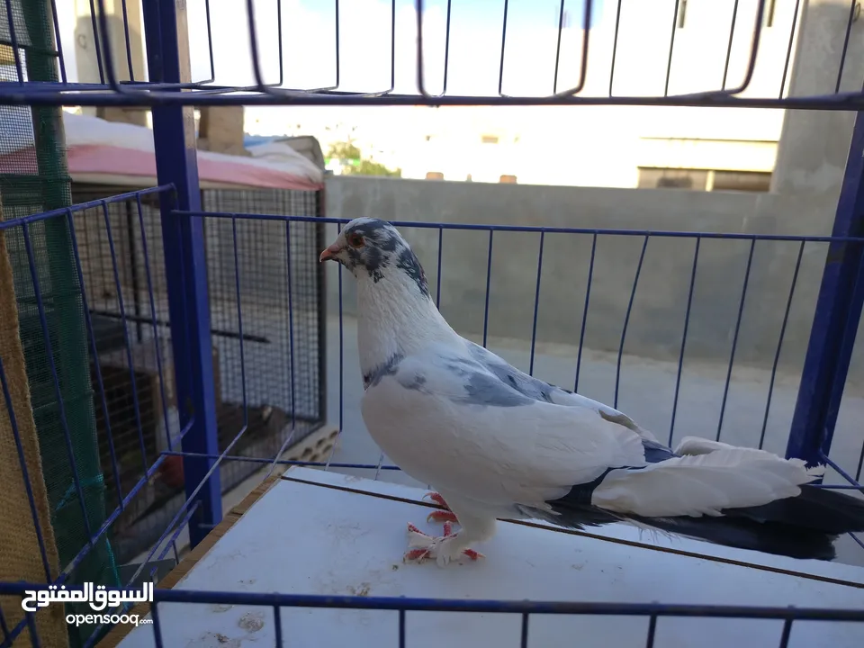 حمام بلدي وانواع اخره   بحاله ممتازة شغالات 14جوز وهاي بعض الصور