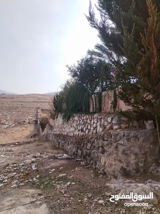 5 دنمات دخلة مطعم خيل وليل اكثر من قطعة