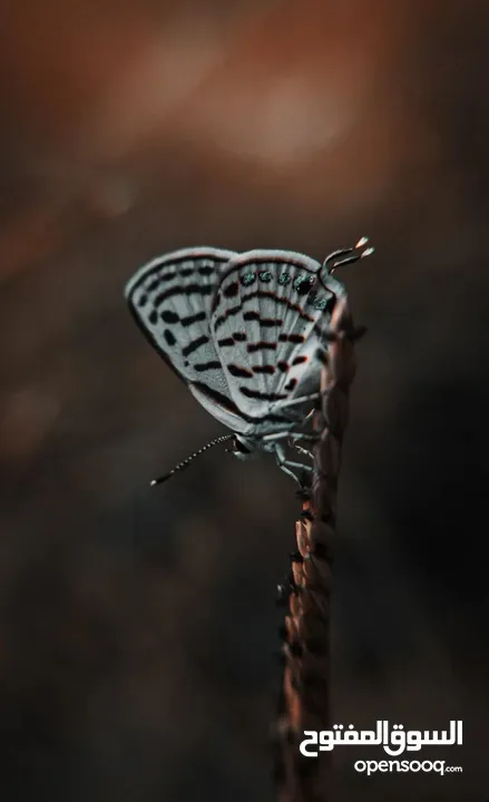 عدسات موبايل Macro ( ماكرو ) و fish eye ( عين السمكة )