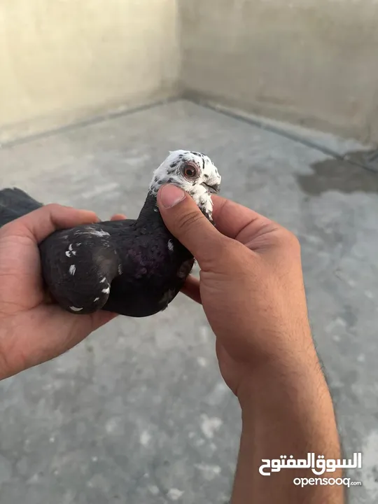 تنظيف سطح جوزين بسعر حرق