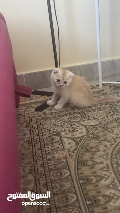 Golden and blue folded Scottish cat  جولدين سكوتش فولد عمر ثلاث شهور مستوى خارق