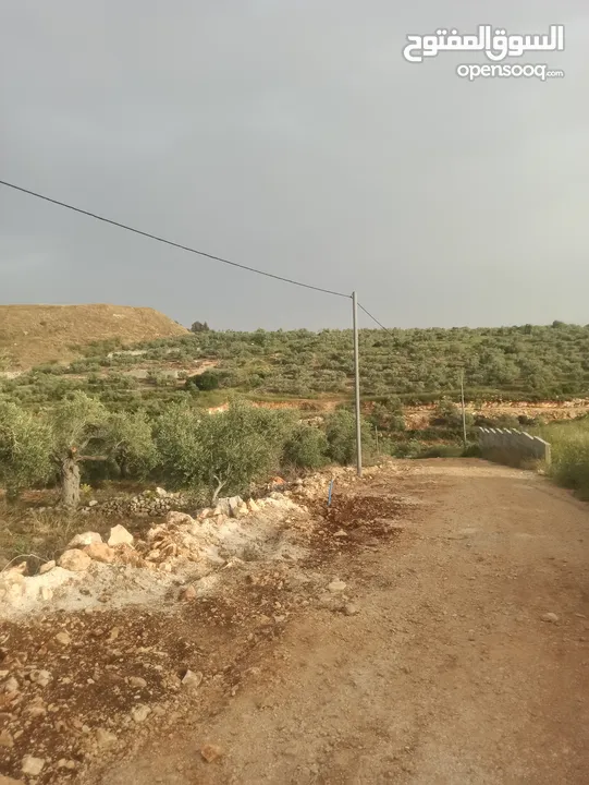 ارض للبيع منطقة جيوس قلقيلية
