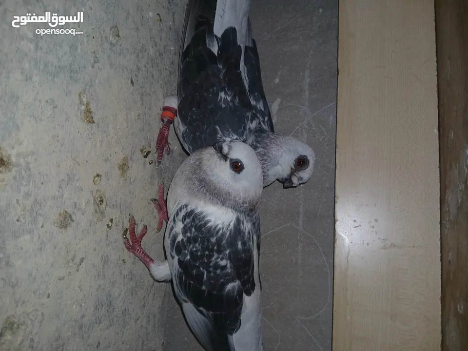 4 جواز شغاله  وفحل مكفوله للبيع دون الفراخ 35 دينار كوم