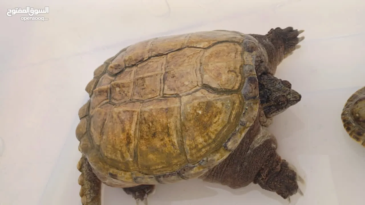 Alligator snapping turtle  (سلحفاة نهاشة)