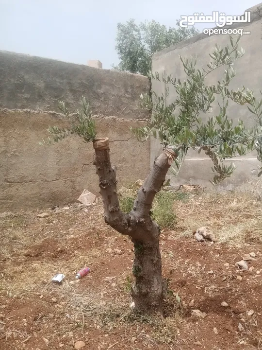 كافة الخدمات والأعمال الزراعية بأحدث الطرق العلمية