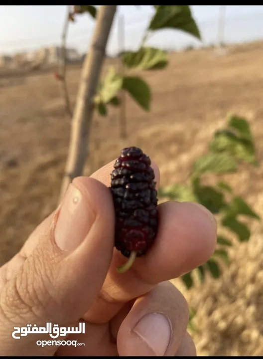 مزرعة رائعة للبيع ذات إطلالة مميزة