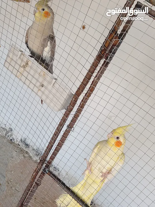 عصافير كوكتيل