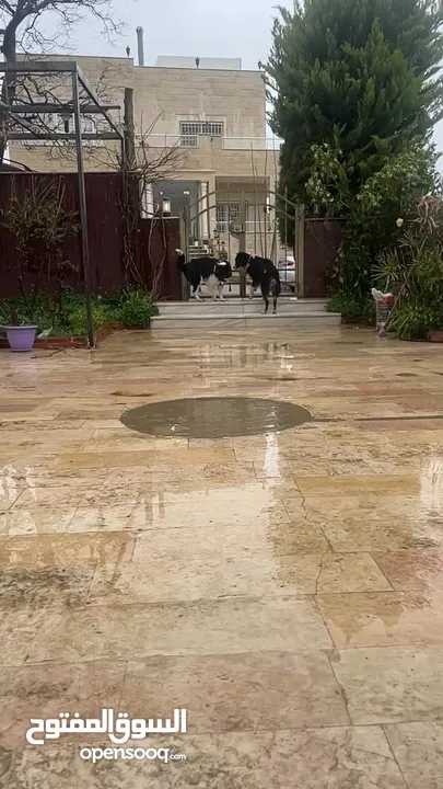لاول مرة في الوطن العربي اذكى كلب في العالم