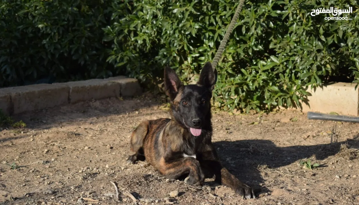 جراء بلجن مالينو و الراعي الهولندي (Belgian Malinois & Dutch Shepherd)