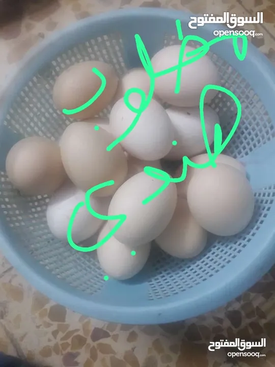 مطلوب بيض دجاج هندي هراتي شامو