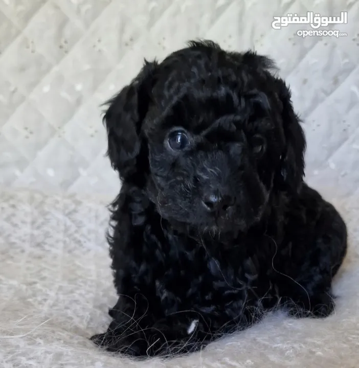 Mini toy poodle ميني توي بودل وبمرينيان pomeranian