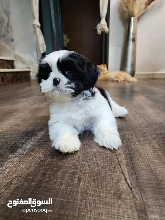 Home born Male Shihtzu puppy