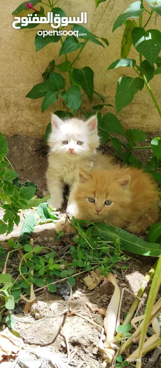قطط شيرازي من المعدوم (3 قطط )عمر شهرين