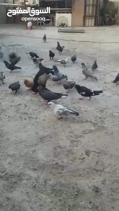 كوم حمام مشكل كامل لعدم التفرغ للبيع