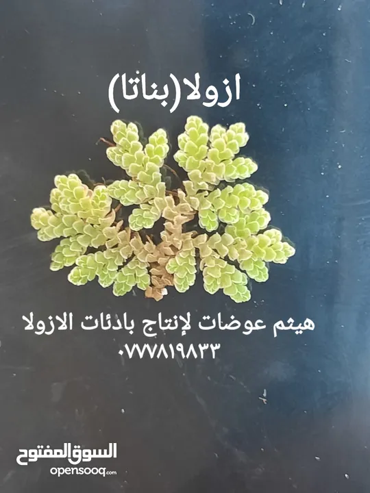 ازولا الاردنيه