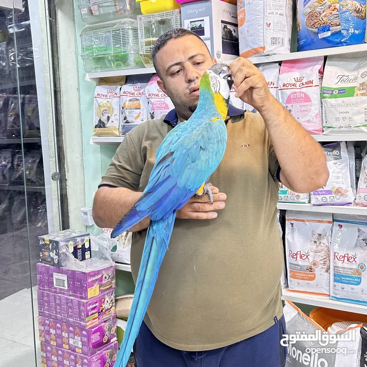 كاسكو مكاو كوكاتو امزون