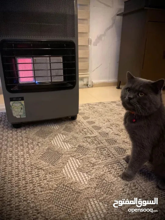 قط بريطاني للبيع بسبب سفرلطيف ولعوب وهادء وماخد كافة التطعيمات والحاله الصحيه ممتاز عمره سنه ونصف