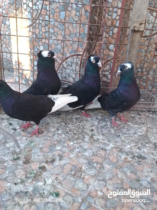 متاح جواز حمام شغالين  نجفي تكلجي