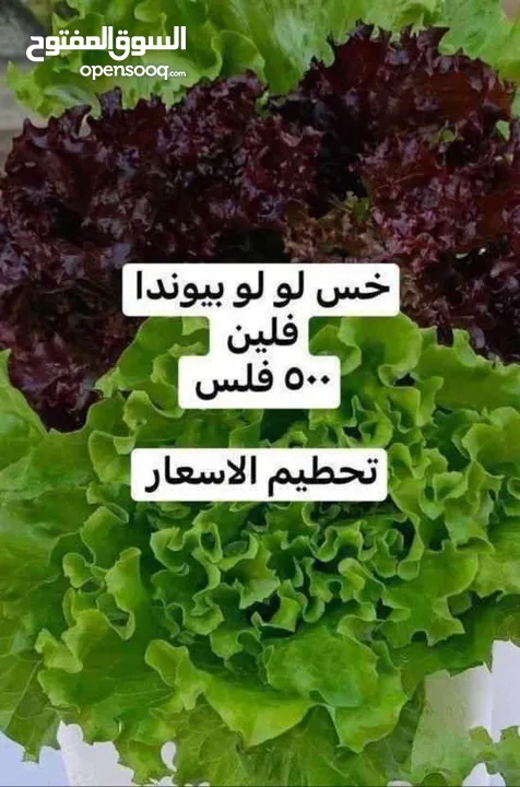 لوجي للخضار والفواكه