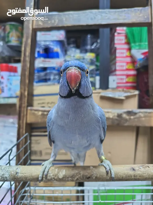 ببغاء دره لون ازرق طفره