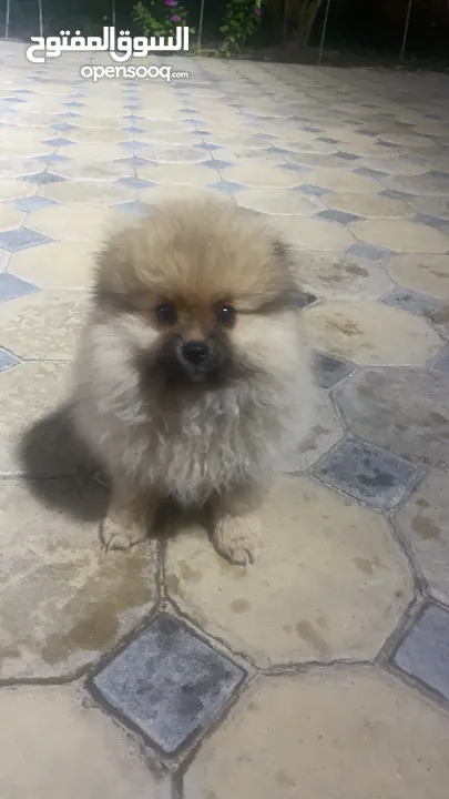 Pomeranian dog