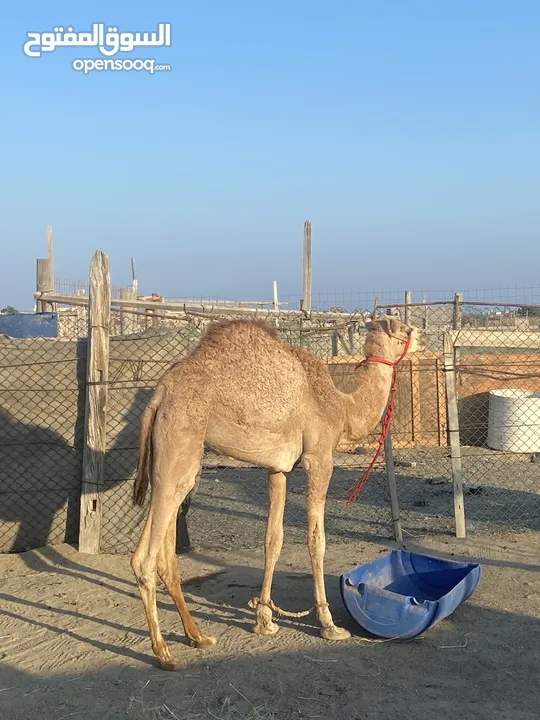 بكرة فطيمة تنفع لحم او جنوة