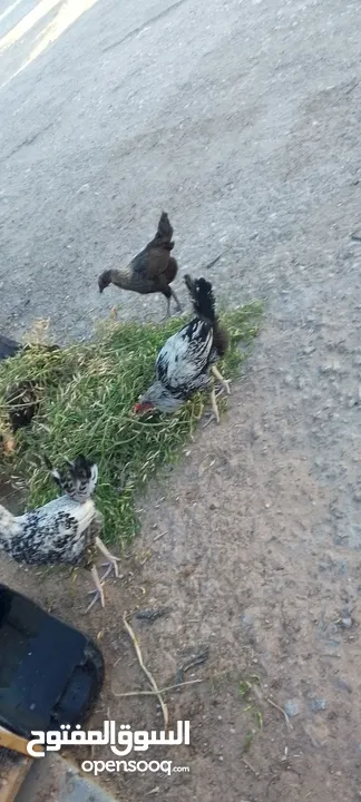 ديوك فيومي