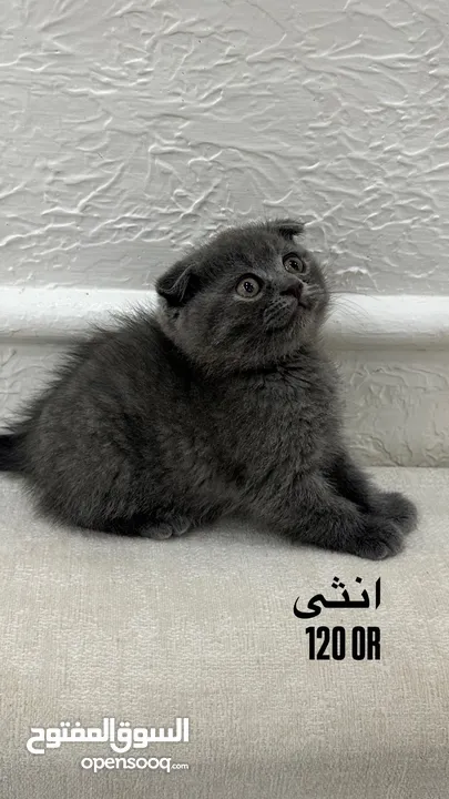 قطط سكوتش فولد و ستريت