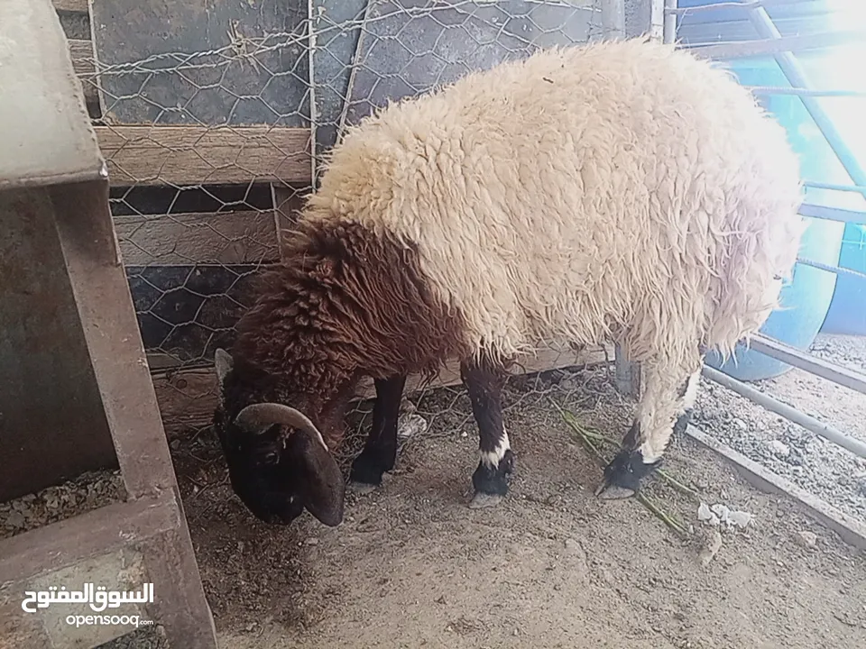 لحم ذكر الله صلوا على النبي خروف نخب نخب وزنه 50 كيلو قائم
