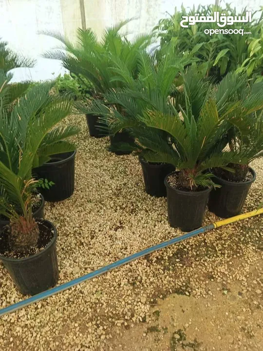 الأشجار المثمرة والزينة تجمع بين الجمال والفائدة، تنسيق وصيانة الحدائق الداخليه والخارجية