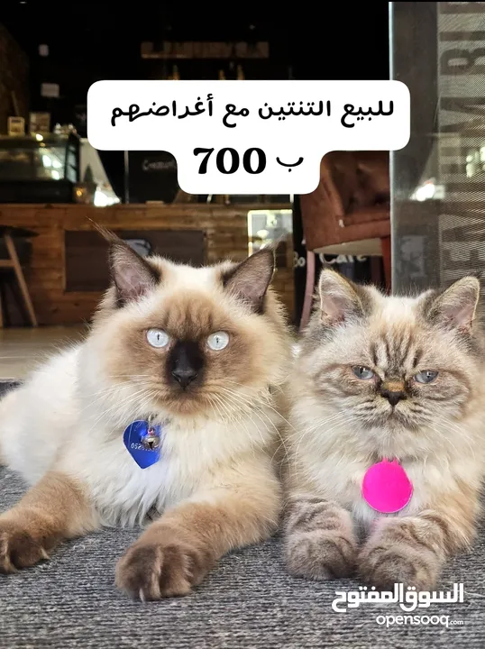 بستين مطعمات ب 700
