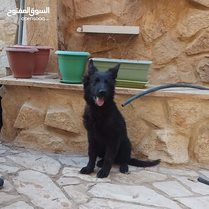 جيرمن رويال بلاك