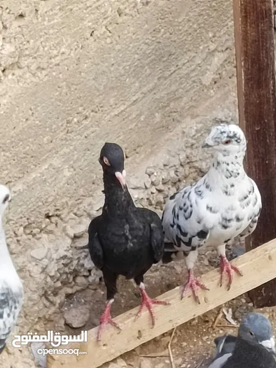 كوم حمام حوالي من 35 إلى 40 طير  للبيع