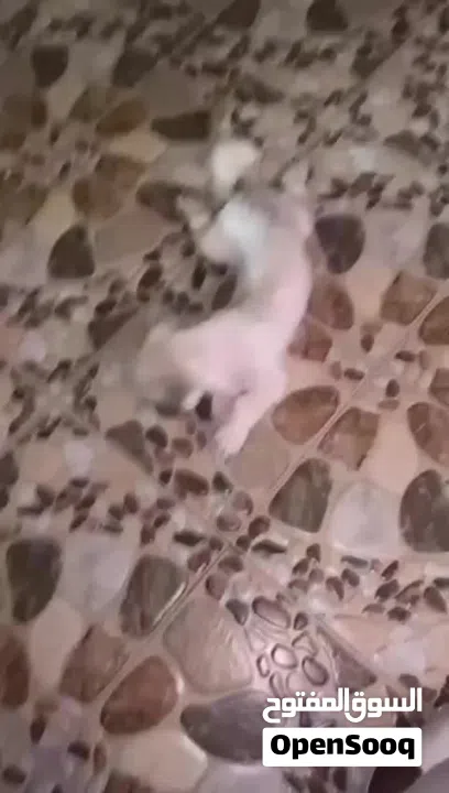 ذكر بصحه جيده