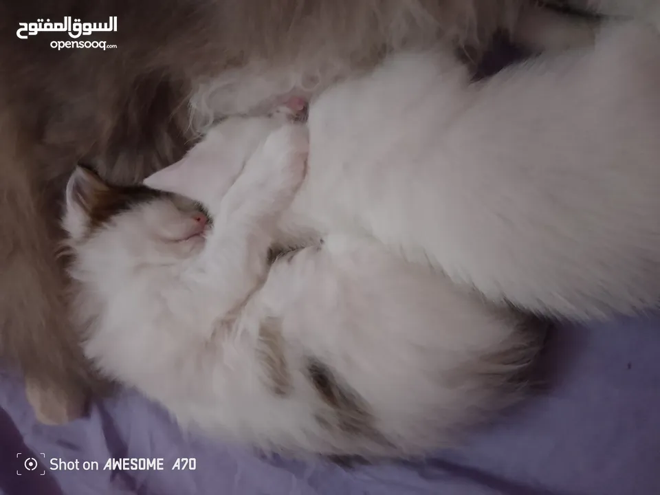 قصه سكره و لوزه أنقذت امهم (ببلي) من شارع لما أهلها ىموها وهيا حامل ولدت عندي وكبرو ولادها عندي