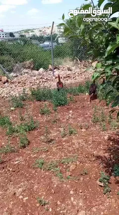 دجاج باكستاني