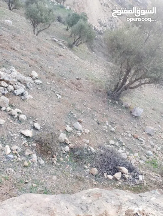 قطعة ارض للبيع