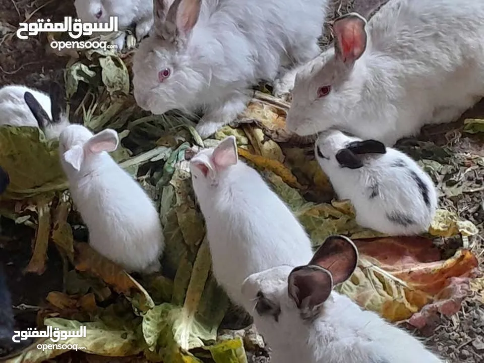ارانب فرنسيه اعمار مختلفه عمرشهر 3دنانير