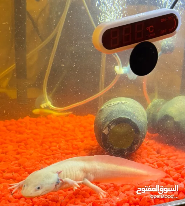 3 axolotals 2 baby one grown adult