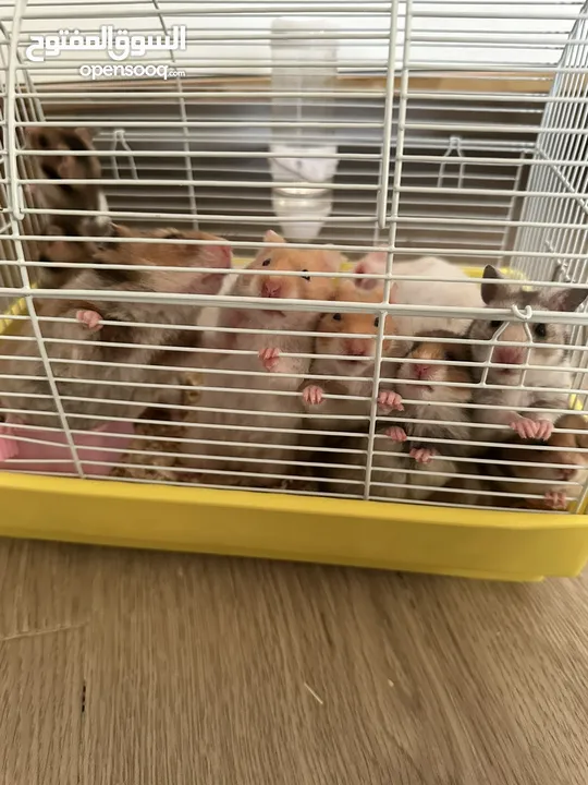 هامستر للتبني - hamster for adoption