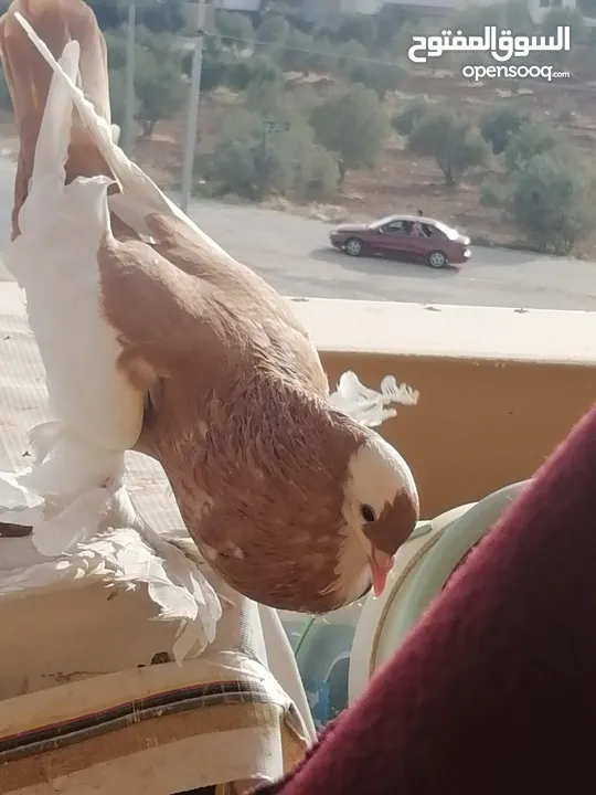 طيرة منفاخ اصفر جامبو شغاله بتزق افراخها في مادبا للبيع ام فرخ بدون الفرخ